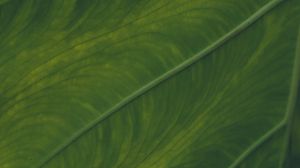 Preview wallpaper veins, leaf, macro, green, plant
