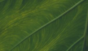 Preview wallpaper veins, leaf, macro, green, plant