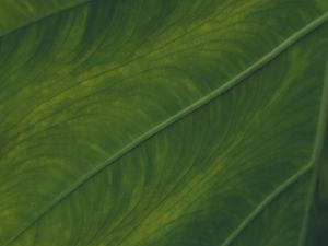 Preview wallpaper veins, leaf, macro, green, plant