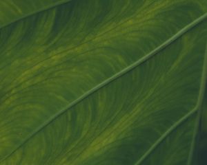 Preview wallpaper veins, leaf, macro, green, plant