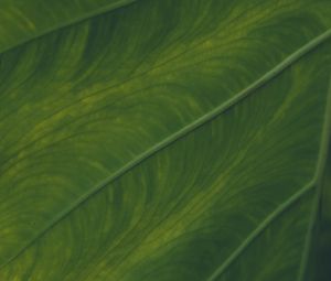 Preview wallpaper veins, leaf, macro, green, plant