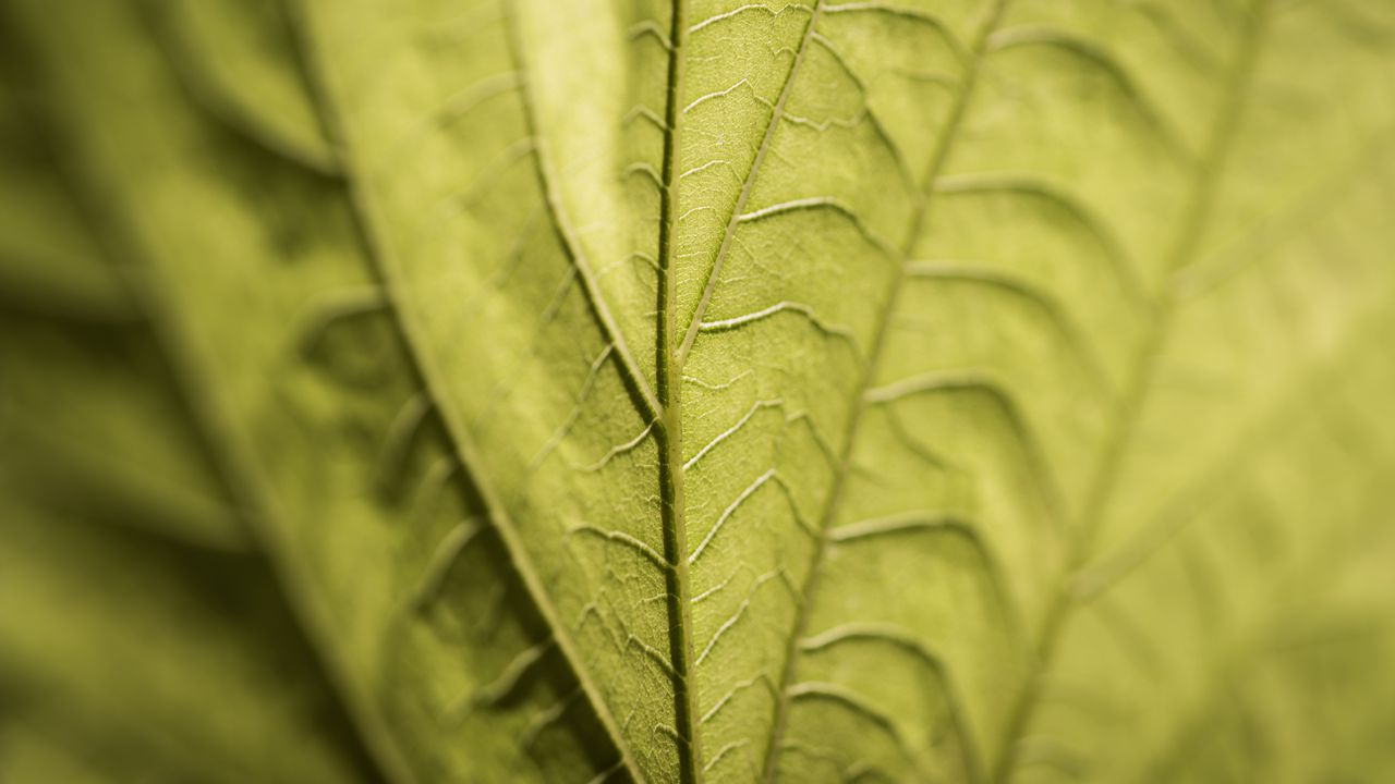 Wallpaper veins, leaf, macro, green