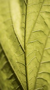 Preview wallpaper veins, leaf, macro, green