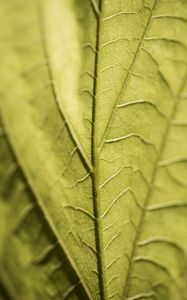 Preview wallpaper veins, leaf, macro, green