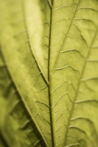 Preview wallpaper veins, leaf, macro, green
