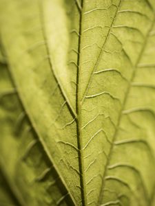 Preview wallpaper veins, leaf, macro, green