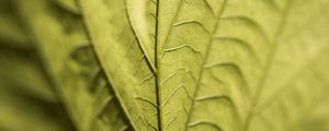 Preview wallpaper veins, leaf, macro, green