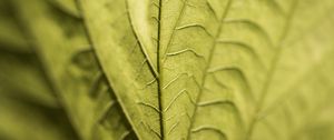 Preview wallpaper veins, leaf, macro, green