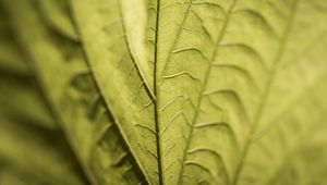 Preview wallpaper veins, leaf, macro, green