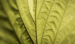 Preview wallpaper veins, leaf, macro, green