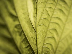Preview wallpaper veins, leaf, macro, green