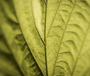 Preview wallpaper veins, leaf, macro, green