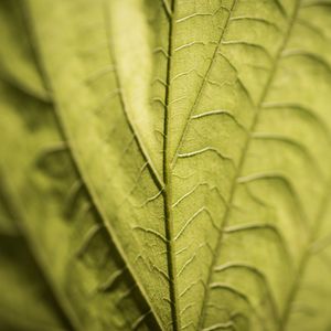 Preview wallpaper veins, leaf, macro, green