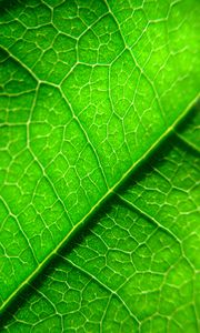 Preview wallpaper veins, leaf, plant, macro, green