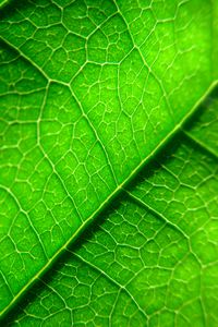 Preview wallpaper veins, leaf, plant, macro, green