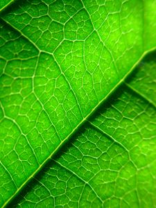 Preview wallpaper veins, leaf, plant, macro, green