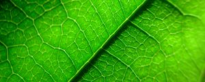 Preview wallpaper veins, leaf, plant, macro, green