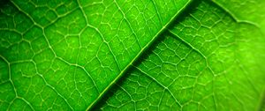 Preview wallpaper veins, leaf, plant, macro, green