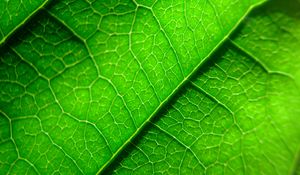Preview wallpaper veins, leaf, plant, macro, green