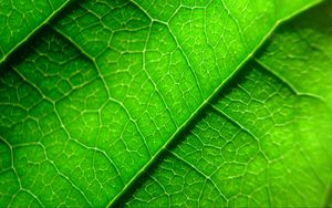 Preview wallpaper veins, leaf, plant, macro, green