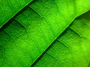 Preview wallpaper veins, leaf, plant, macro, green