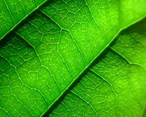 Preview wallpaper veins, leaf, plant, macro, green