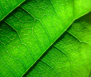 Preview wallpaper veins, leaf, plant, macro, green