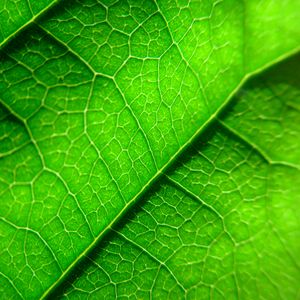 Preview wallpaper veins, leaf, plant, macro, green