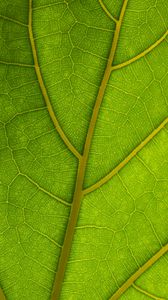 Preview wallpaper veins, leaves, macro, green