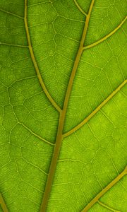 Preview wallpaper veins, leaves, macro, green