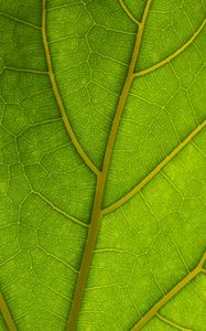 Preview wallpaper veins, leaves, macro, green