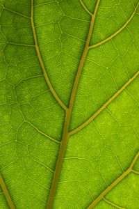 Preview wallpaper veins, leaves, macro, green