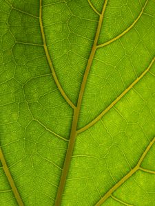 Preview wallpaper veins, leaves, macro, green