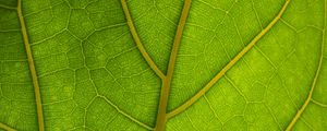 Preview wallpaper veins, leaves, macro, green