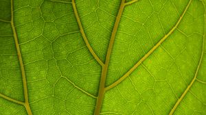 Preview wallpaper veins, leaves, macro, green