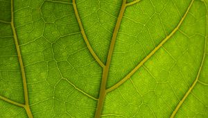 Preview wallpaper veins, leaves, macro, green