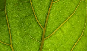 Preview wallpaper veins, leaves, macro, green