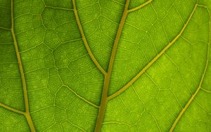 Preview wallpaper veins, leaves, macro, green