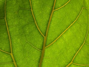 Preview wallpaper veins, leaves, macro, green
