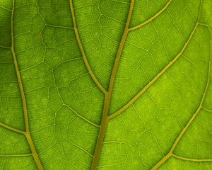 Preview wallpaper veins, leaves, macro, green