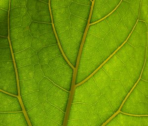 Preview wallpaper veins, leaves, macro, green