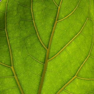 Preview wallpaper veins, leaves, macro, green