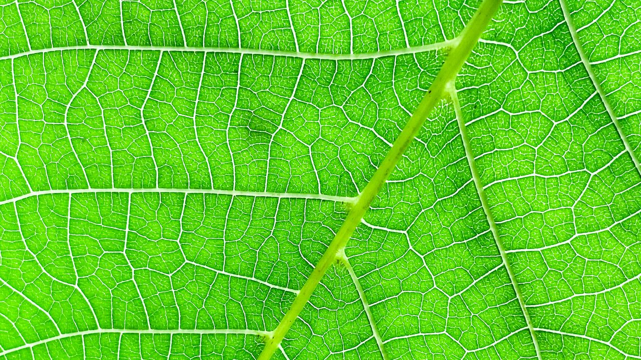 Wallpaper veins, macro, leaf, green