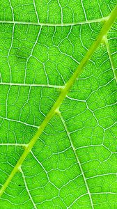 Preview wallpaper veins, macro, leaf, green