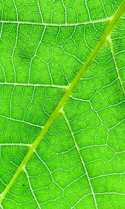Preview wallpaper veins, macro, leaf, green