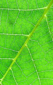 Preview wallpaper veins, macro, leaf, green