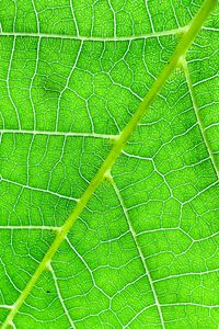 Preview wallpaper veins, macro, leaf, green