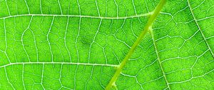 Preview wallpaper veins, macro, leaf, green