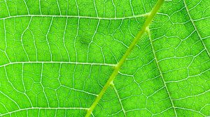 Preview wallpaper veins, macro, leaf, green