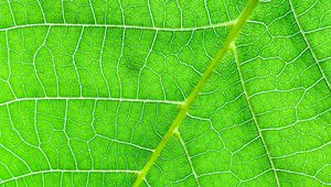 Preview wallpaper veins, macro, leaf, green